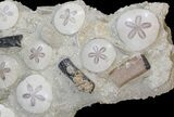 Spectacular Fossil Sand Dollar Cluster With Whale Bone #22841-5